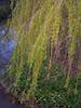 Weeping willow branches