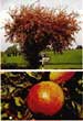 tree and fruit