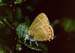 Black hairstreak butterfly