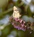 painted lady butterfly