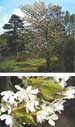 tree and flowers