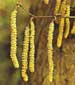 male catkins