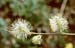 male catkins