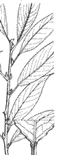 simple leaves